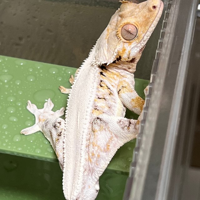 솔리드백 릴리화이트