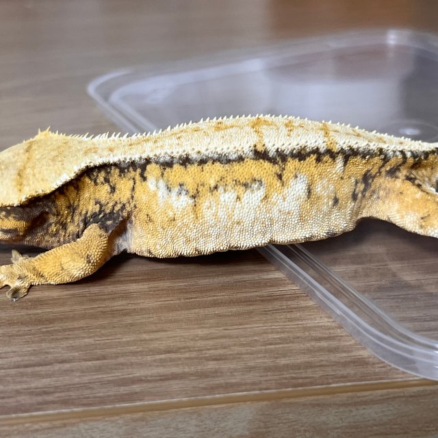 트라이