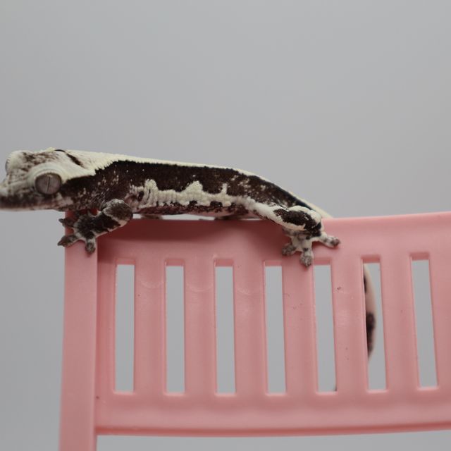 릴잔틱 블랙 화이트 화이트핀