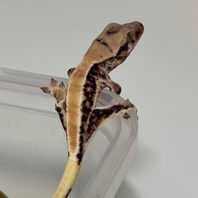 솔리드백 릴리화이트 화이트핀 화이트포트홀 화이트스팟