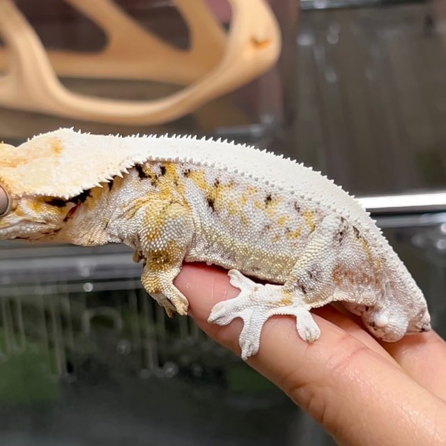 솔리드백 릴리화이트