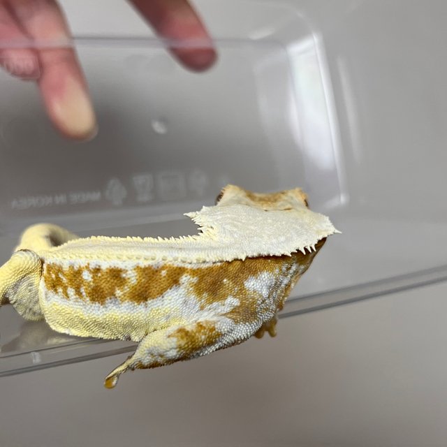 크림 릴리화이트 풀핀 화이트스팟