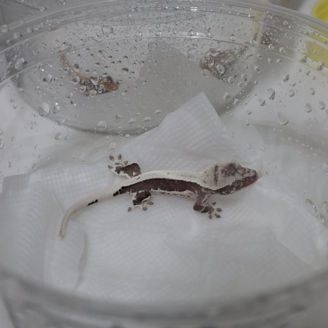 릴잔틱 풀핀 화이트크라운 화이트포트홀 화이트핀 화이트스팟