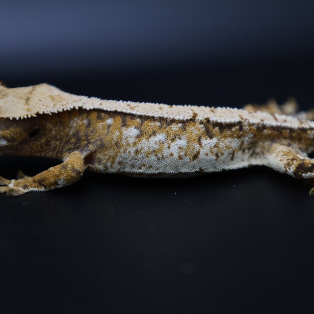 트라이 화이트스팟