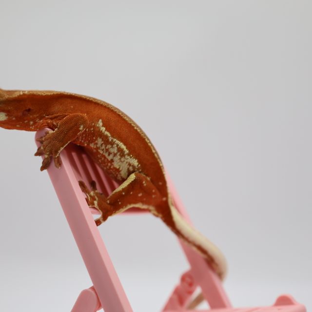 레드 바이 화이트스팟 화이트포트홀