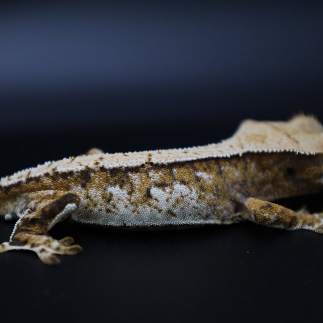 트라이 화이트스팟