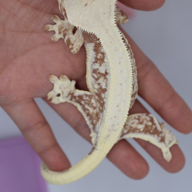 레드 릴리화이트 풀핀 화이트스팟 드리피