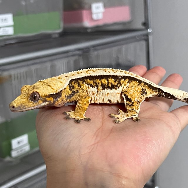 트라이 풀핀 쿼드