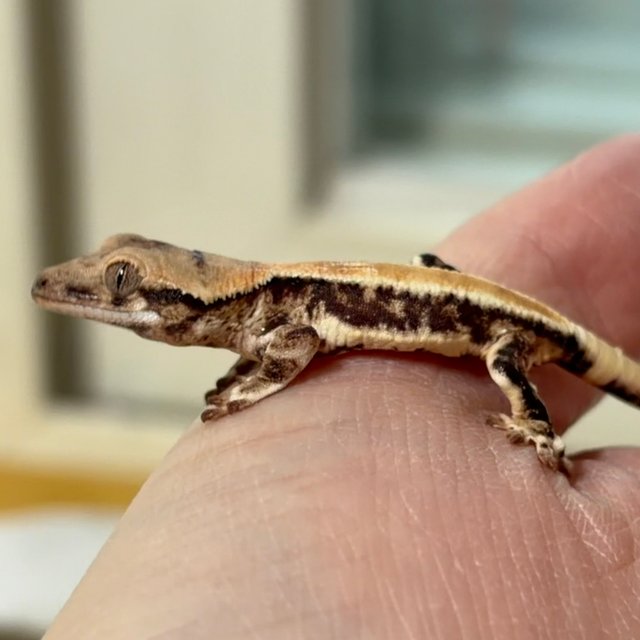 솔리드백 릴리화이트 화이트핀 화이트포트홀 화이트스팟