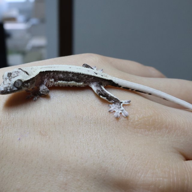 릴잔틱 풀핀 화이트크라운 화이트핀 화이트포트홀 화이트스팟