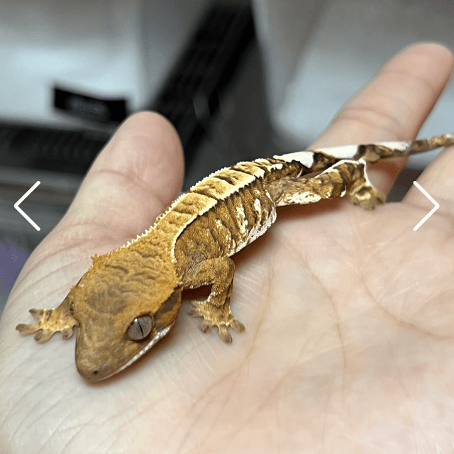 카푸치노 화이트스팟 화이트포트홀