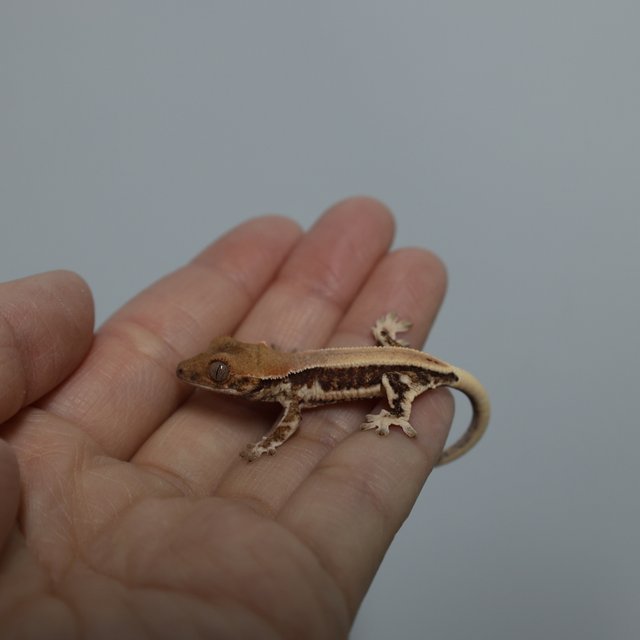 릴리화이트 화이트핀 화이트포트홀 풀핀 화이트스팟 드리피