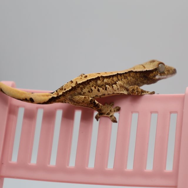 트라이 화이트스팟 화이트포트홀