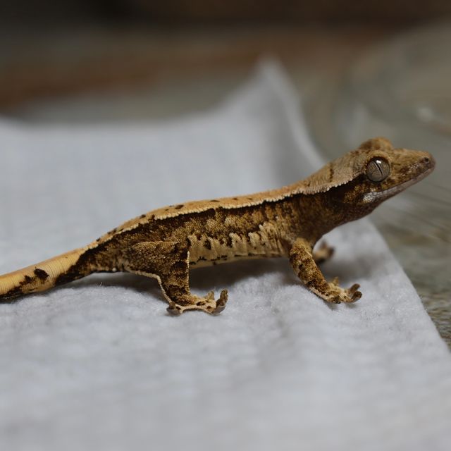 트라이 화이트스팟 화이트포트홀