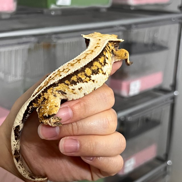 트라이 풀핀 쿼드