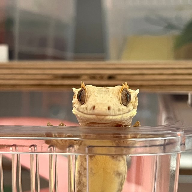 레드 릴리화이트 풀핀 화이트스팟 드리피