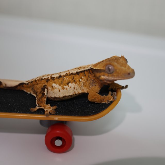 트라이 화이트스팟 화이트포트홀