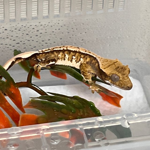 트라이 화이트스팟 화이트포트홀