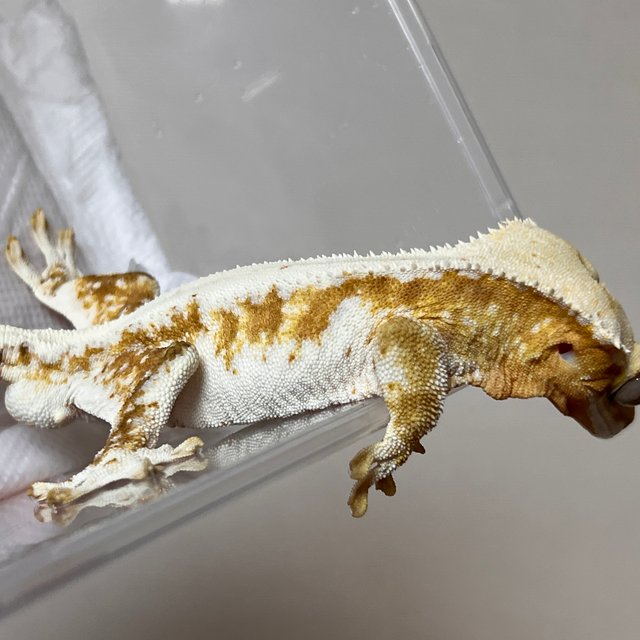 릴리100%헷아잔틱 화이트