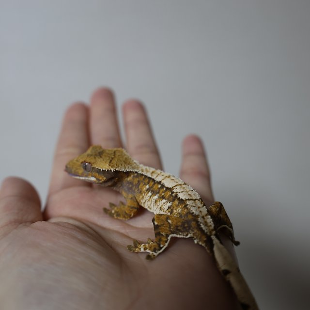 트라이 화이트스팟 화이트포트홀