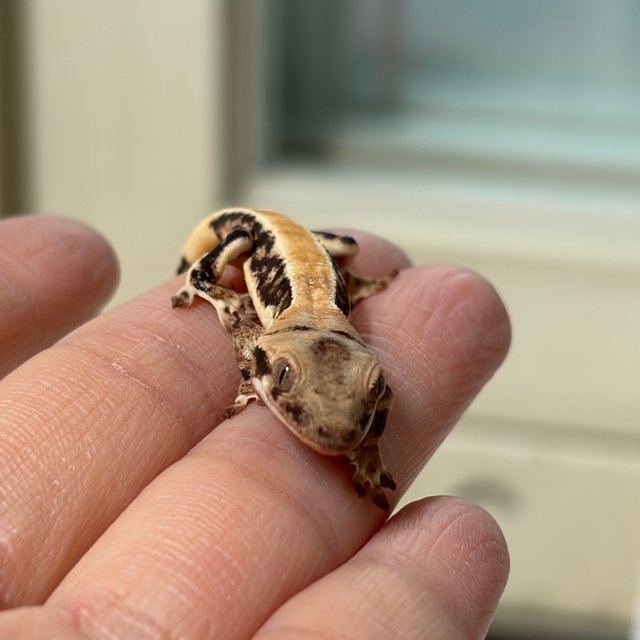 솔리드백 릴리화이트 화이트핀 화이트포트홀 화이트스팟