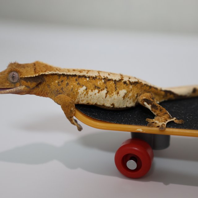 트라이 화이트스팟 화이트포트홀