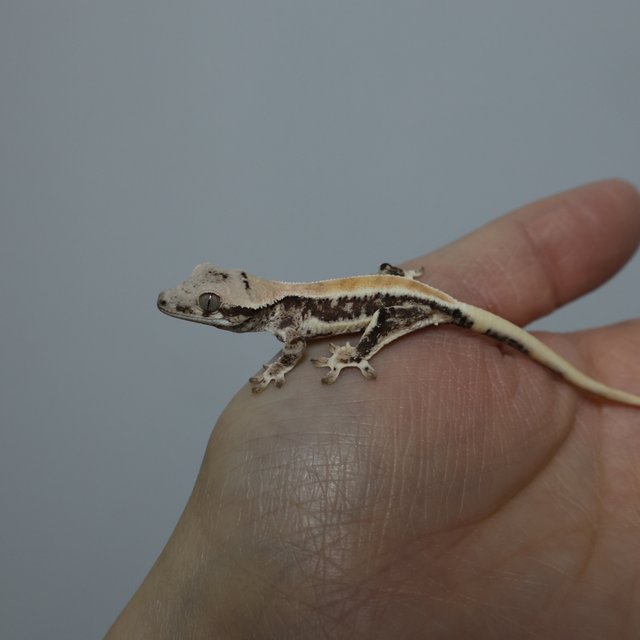 솔리드백 풀핀 릴리화이트