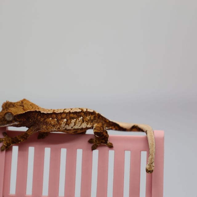 트라이 텐저린 화이트스팟