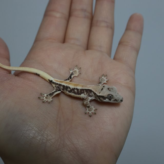 솔리드백 풀핀 릴리화이트