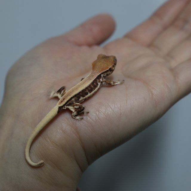 릴리화이트 화이트핀 화이트포트홀 풀핀 화이트스팟 드리피