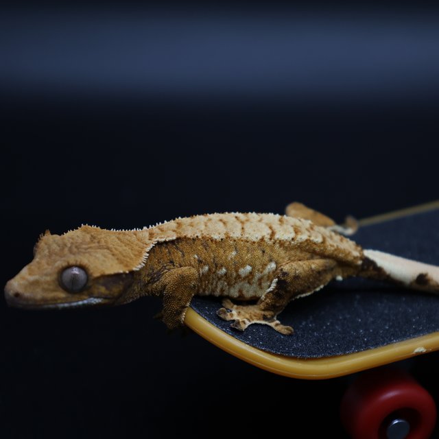 트라이 화이트포트홀 화이트스팟