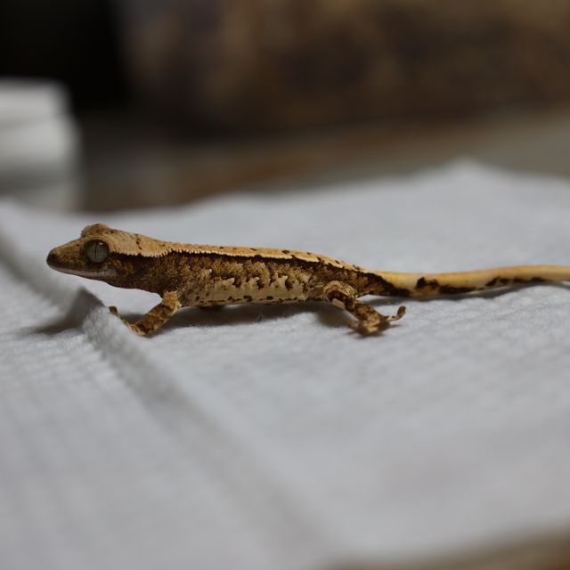 트라이 화이트스팟 화이트포트홀