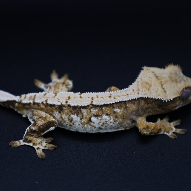 트라이 화이트스팟