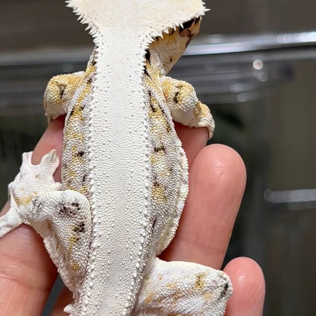 솔리드백 릴리화이트