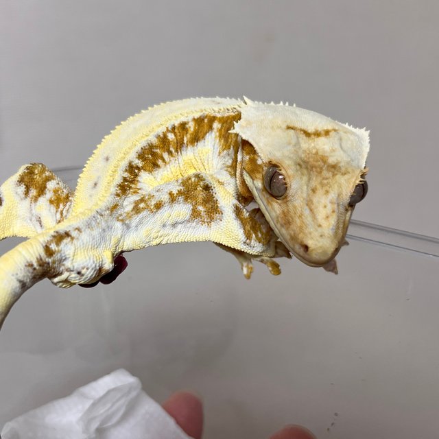 크림 릴리화이트 풀핀 화이트스팟