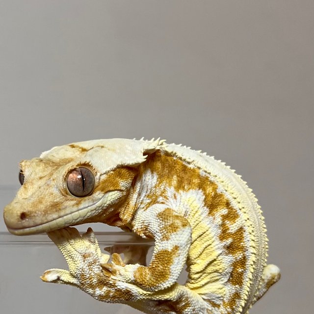 크림 릴리화이트 풀핀 화이트스팟