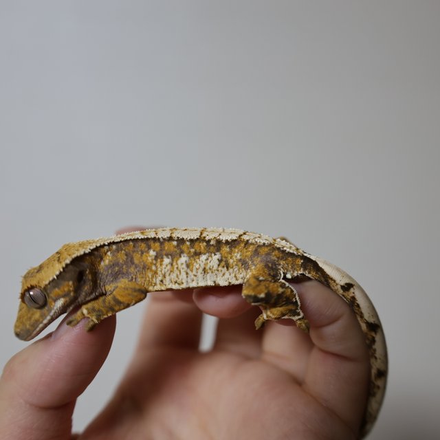 트라이 화이트스팟 화이트포트홀