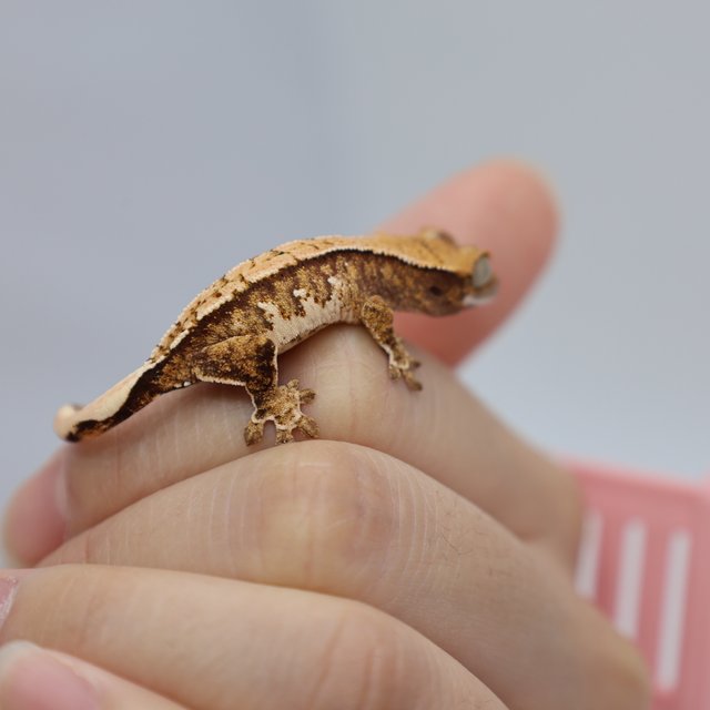 트라이 화이트스팟 화이트포트홀