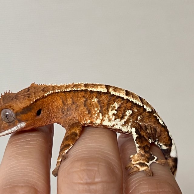 카푸치노 화이트스팟 화이트포트홀