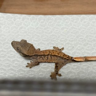 타이거 텐저린 할로윈