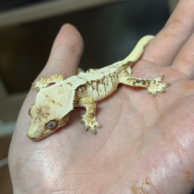 화이트스팟 드리피