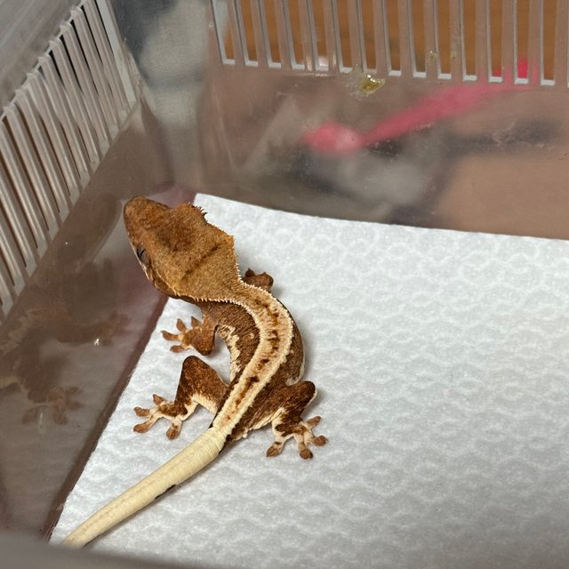 크림시클 릴리화이트 크림