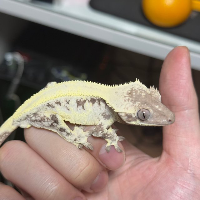 릴리 세이블 세이블