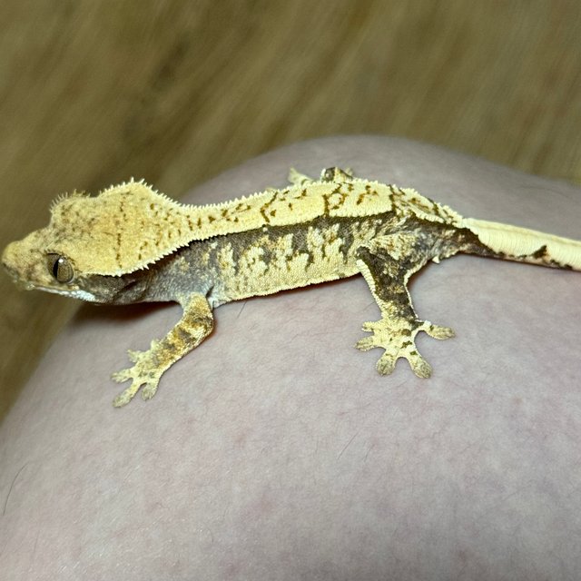 화이트스팟 드리피