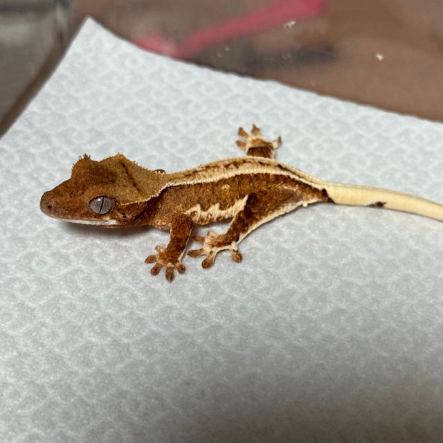 크림시클 릴리화이트 크림