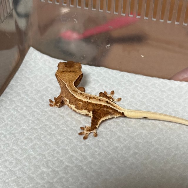 크림시클 릴리화이트 크림