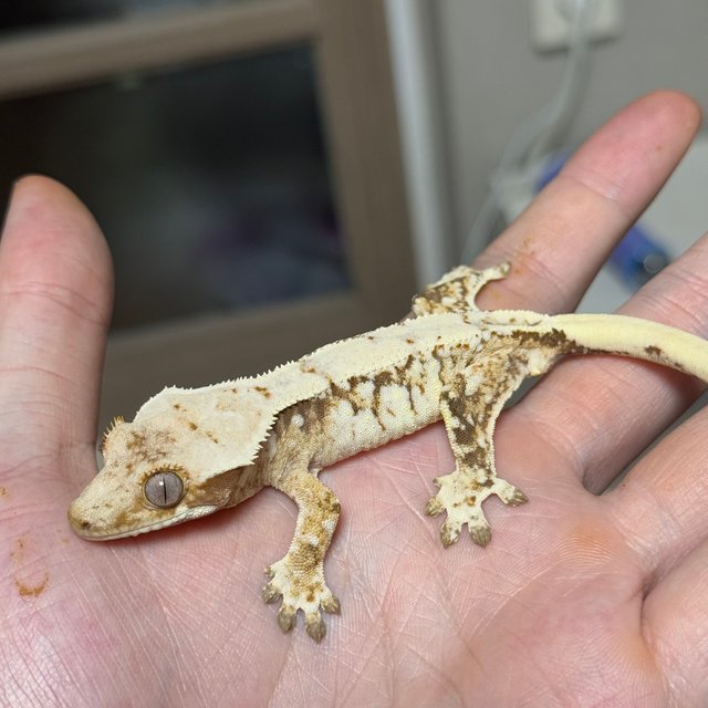 화이트스팟 드리피