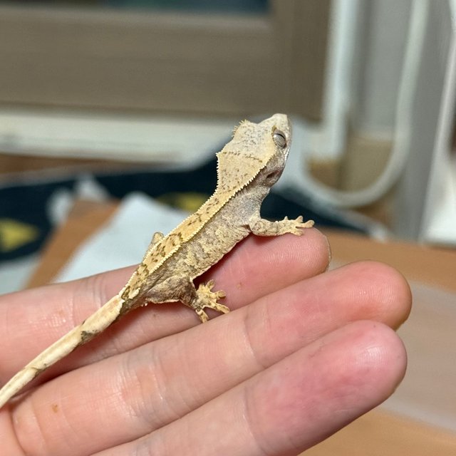 드리피 화이트스팟