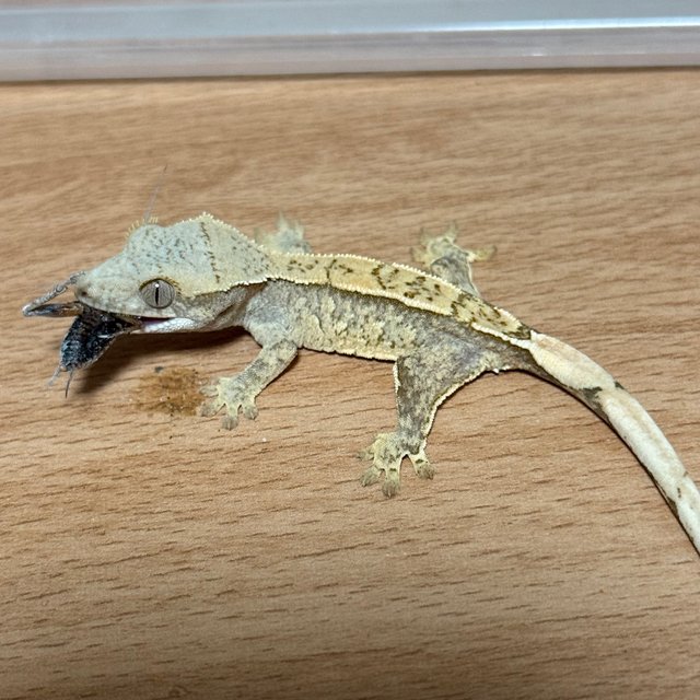 드리피 화이트스팟