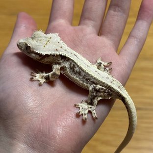 레오